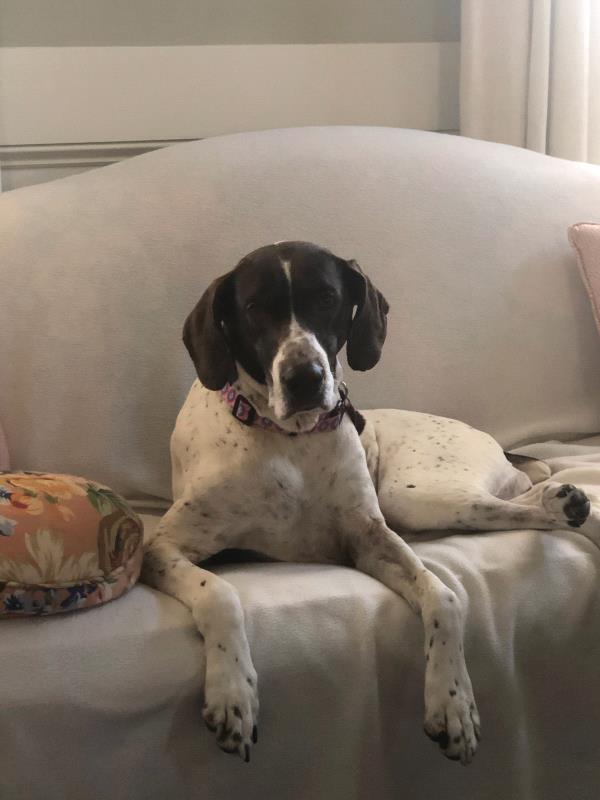 /images/uploads/southeast german shorthaired pointer rescue/segspcalendarcontest2021/entries/22051thumb.jpg